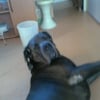 Photo de Socrate