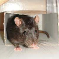 Photo de profil de Elvis