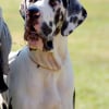Photo de Coccinelle, Dogue Allemand