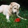 Photo de Simba