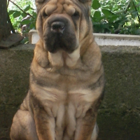 Photo de profil de Chana
