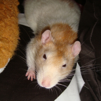 Photo de profil de Titi