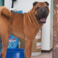 Photo de profil de Fidji