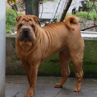 Photo de profil de Gucci