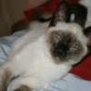 Photo de Berlioz