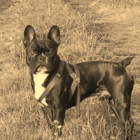 Photo de profil de Droopy