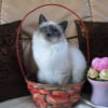 Photo de Duchesse, Sacré de Birmanie