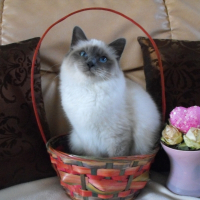 Photo de profil de Duchesse