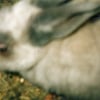 Photo de Coco
