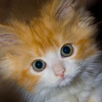 Photo de profil de Cacahuète