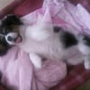 Photo de Diva