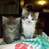 Photo de Samba