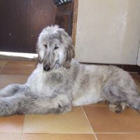 Photo de profil de Enzo