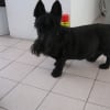 Photo de Scott, Terrier Ecossais