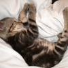Photo de Luna