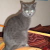 Photo de Shiloh
