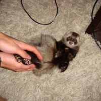 Photo de profil de Filou
