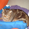 Photo de Garfield