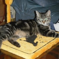 Photo de profil de Taz