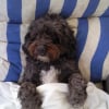 Photo de Reglisse