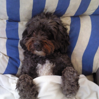 Photo de profil de Reglisse
