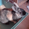Photo de Benji