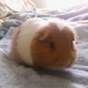 Photo de Lucky