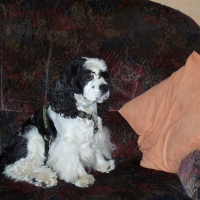 Photo de profil de Samy