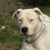 Photo de profil de Chiva