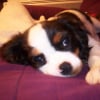 Photo de Eros, Cavalier King Charles Spaniel