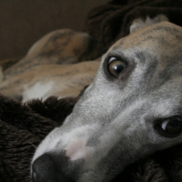 Photo de profil de Bali