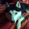Photo de Kovu