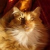 Photo de Thaisy