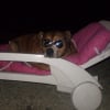 Photo de Simba