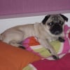 Photo de Bubba