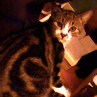 Photo de profil de Chipy