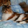 Photo de Cosette