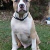 Photo de Earl, American Staffordshire Terrier