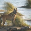 Photo de Tao, Berger Belge Malinois