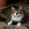 Photo de Pompom