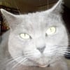Photo de Moustique