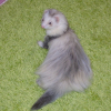 Photo de Loki