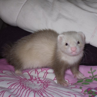 Photo de profil de Anya
