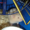 Photo de Ironman, Hamster