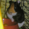 Photo de Oscar