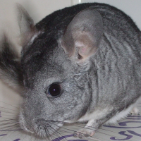 Photo de profil de Stitch