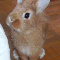 Photo de profil de Simba
