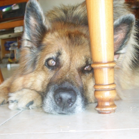 Photo de profil de Nola