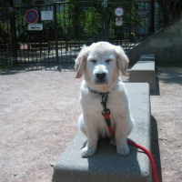Photo de profil de D'chopper