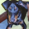 Photo de Darko